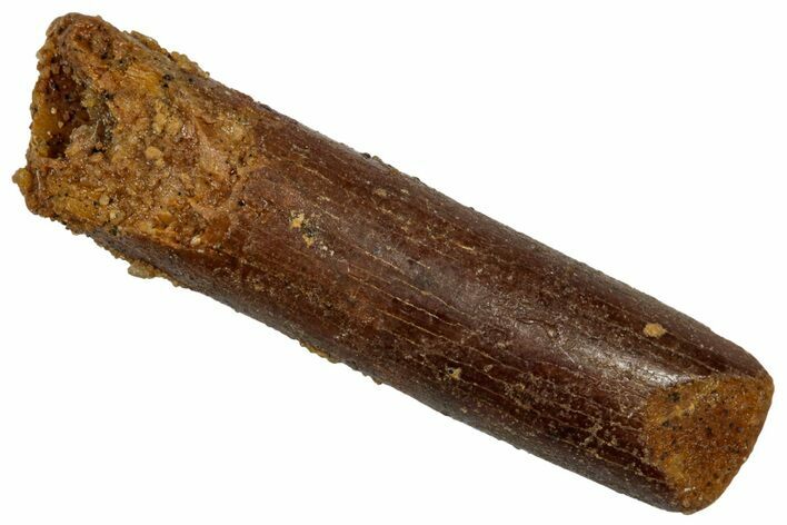 Unusual Sauropod Dinosaur (Nigersaurus?) Tooth - Morocco #332457